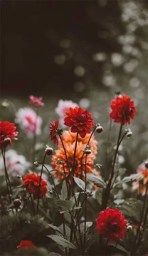 Red And Orange Flowers Wallpaper