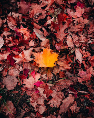 Red And Orange Maples Leaves Wallpaper