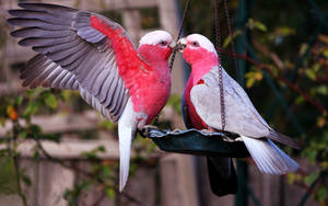 Red And White Love Birds Perched Side By Side Wallpaper