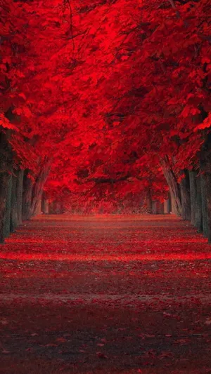 Red Autumn Leaves In The Forest Wallpaper