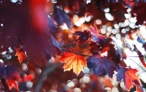 Red Autumn Maple Leaves Wallpaper