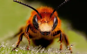 Red Bee On Dewy Surface Wallpaper