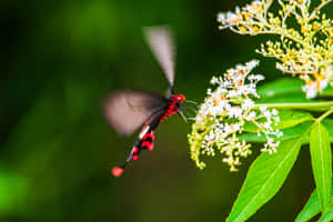 Red Butterfly Yellow Flowers Wallpaper