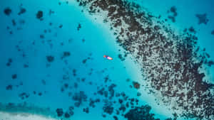 Red Coral Reefs Ocean 4k Ipad Wallpaper