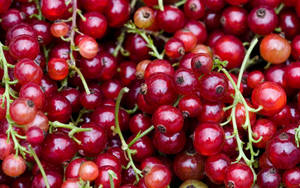 Red Currant Berries Wallpaper