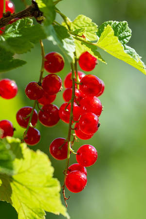 Red Currant Sweet Fruits Hanging Plant Wallpaper