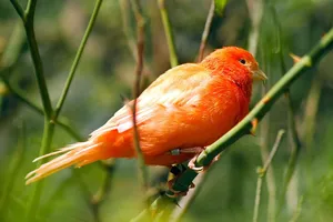 Red Factor Canary Bird Lookin Wallpaper