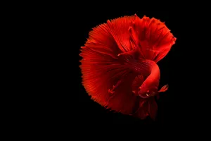 Red Fish Swimming In The Dark Wallpaper