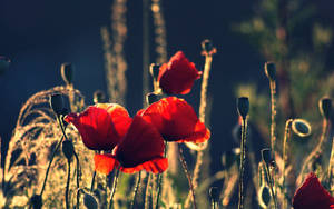 Red Flower On Sunset Wallpaper