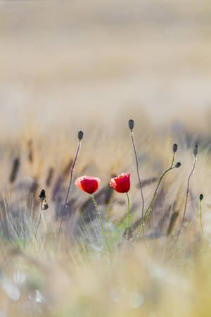 Red Flowers On Field Floral Iphone Wallpaper