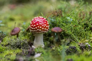 Red Fly Agaric Mushroom Aesthetic Wallpaper
