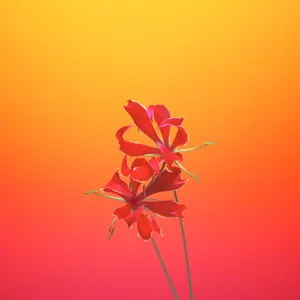 Red Gloriosa Apple Flower Wallpaper