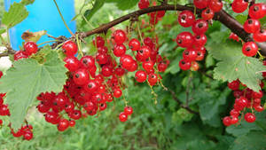 Red Gooseberry Amla Fruit Wallpaper