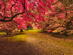 Red Leaf Trees Beautiful Autumn Desktop Wallpaper