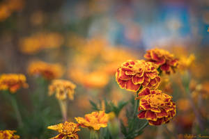 Red Marigold Selective Focus Wallpaper