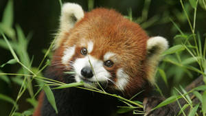 Red Panda Animal Wallpaper