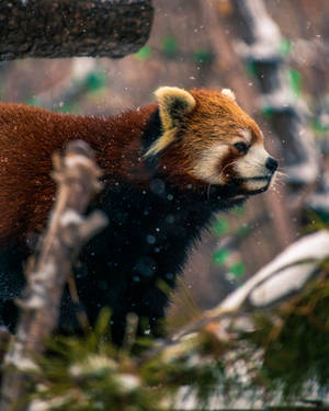 Red Panda Face Side Profile Wallpaper