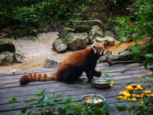 Red Panda Meal Time Wallpaper