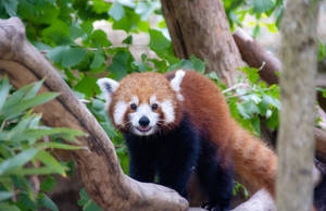 Red Panda On A Branch Wallpaper