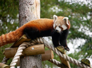 Red Panda On Manmade Bridge Wallpaper