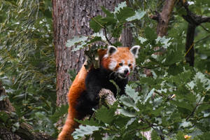 Red Panda On The Prowl Wallpaper