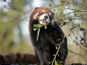 Red Panda Sharp Set Of Canines Wallpaper