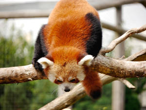 Red Panda Shining Red Fur Wallpaper