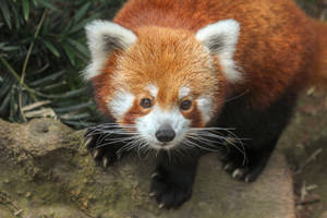 Red Panda Transitioning Red Coat Wallpaper