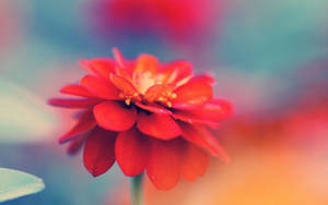 Red Petaled Flower Wallpaper