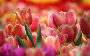 Red Pink Tulip Flowers Wallpaper