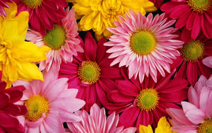 Red Pink Yellow Chrysanthemums Wallpaper