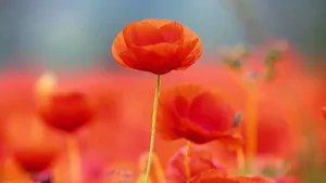Red Poppy Flowers Wallpaper