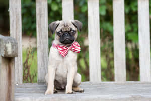 Red Ribbon Pug Dog Wallpaper