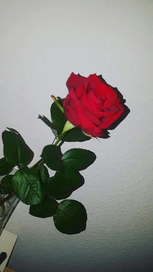 Red Rose Aesthetic Adds Beauty To Any Space Wallpaper
