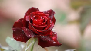 Red Rose Dewdrops4 K Wallpaper