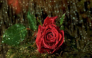 Red Rose Under Rain Wallpaper