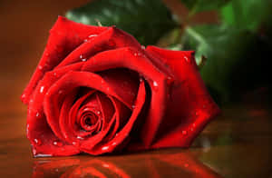 Red Rose Water Droplets.jpg Wallpaper