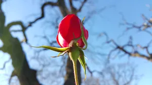 Red Rose With Leafless Tree Branches Wallpaper