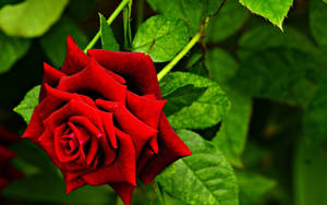 Red Rose With Pointy Corners Wallpaper