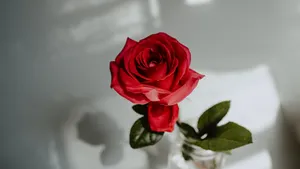 Red Rosein Glass Vase4 K Wallpaper