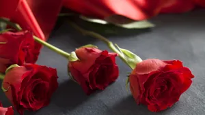 Red Roses Elegant Presentation4 K Wallpaper