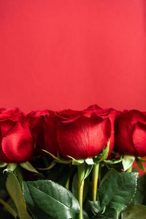 Red Roses Green Leaves Wallpaper