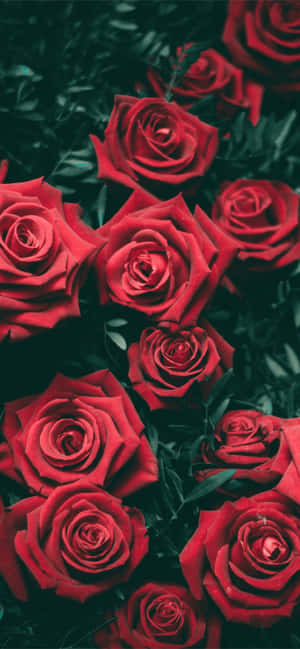 Red Roses In A Dark Background Wallpaper