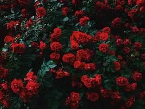 Red Roses In The Garden Wallpaper