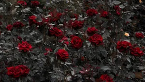 Red Roses Laptop Bed Of Roses Wallpaper