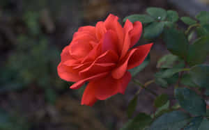 Red Roses Laptop Rosa Spartan Wallpaper