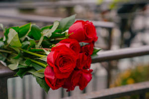 Red Roses Metal Fence Wallpaper