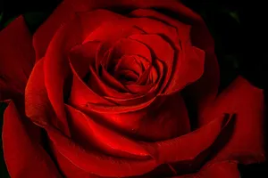 Red Roses Wallpaper On Laptop Screen Wallpaper
