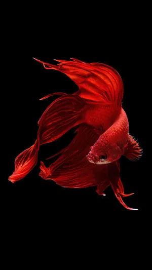 Red Siamese Fighting Fish Iphone Wallpaper