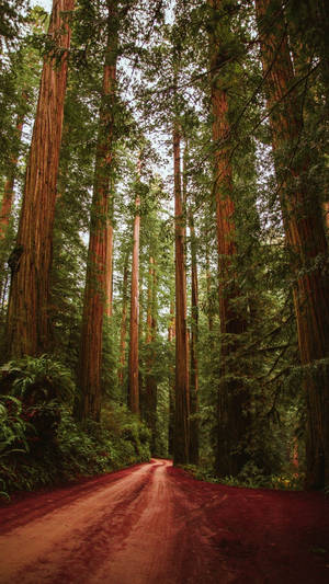 Red Soil In The Forest Iphone Wallpaper